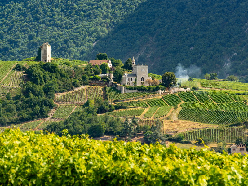 Alpine Wines Are the New Cool Climate Stars