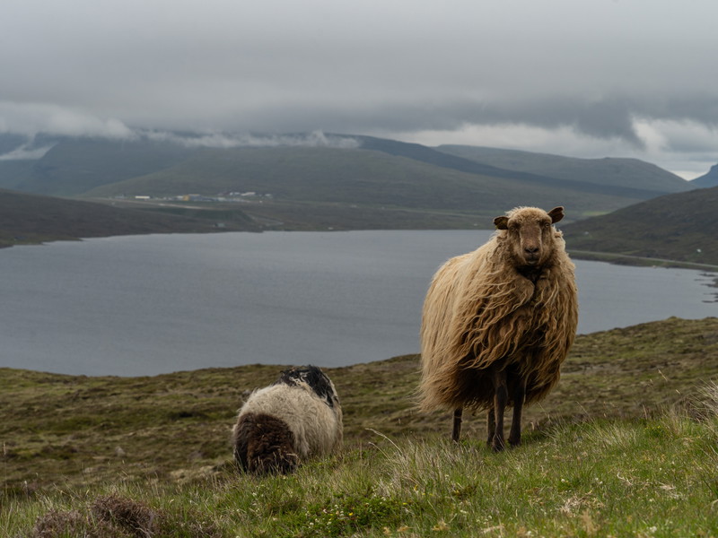 More Sheep Than People: The Faroe Islands' woolly residents