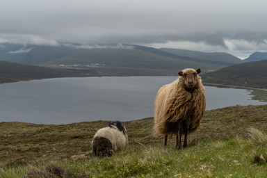 More Sheep Than People: The Faroe Islands' woolly residents