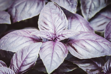 Not Always Green: This Purple Basil Tastes of Liquorice