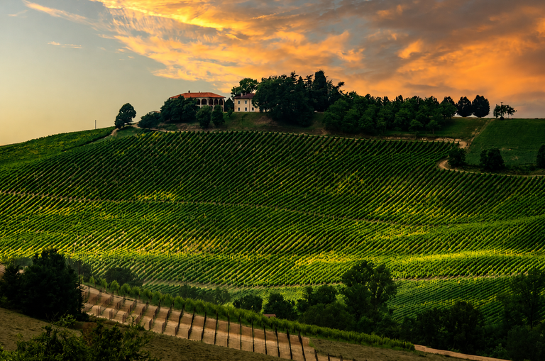 Castagnole Monferrato, zona del Ruché