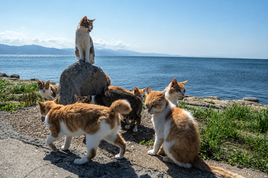 On This Japanese Island, Cats Outnumber Humans by Far