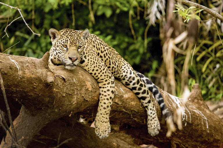 Ein Jaguar im Corcovado-Nationalpark