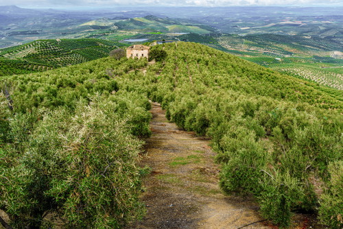 Andalusien ist das weltweit größte Olivenanbaugebiet.