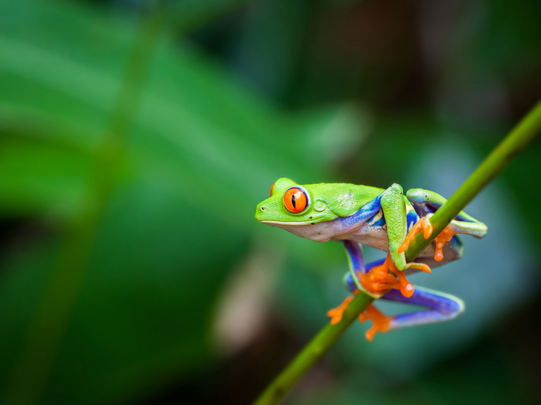 Ein Rotaugenlaubfrosch, typisch für Costa Rica