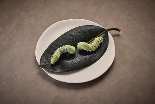 George Papazacharias, »Raupe«, Kerbel Sorbet, Cookie, Noblis Tanne