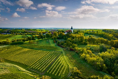Grüne Superlative: Die Sieger des Weinviertel DAC Cup