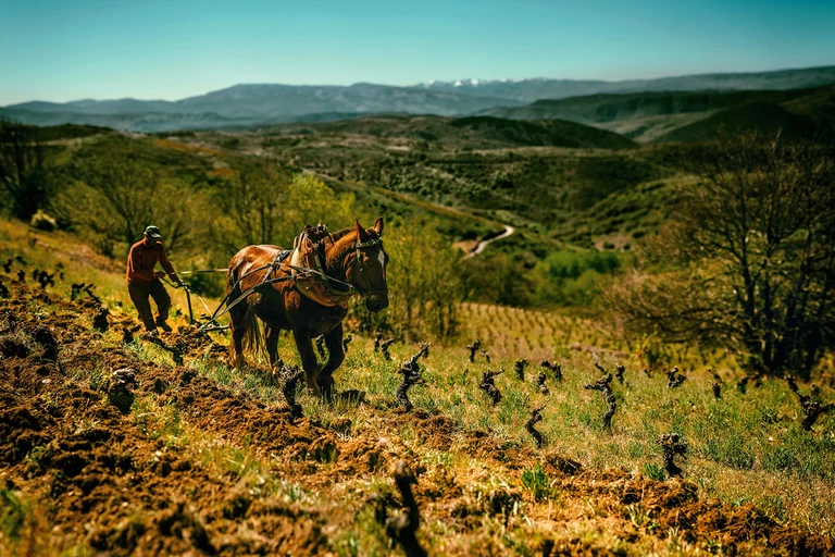 Die Region Ribera del Duero birgt große Geheimnisse – so gehört der Region eine große Menge an teils uralten Rebbeständen.