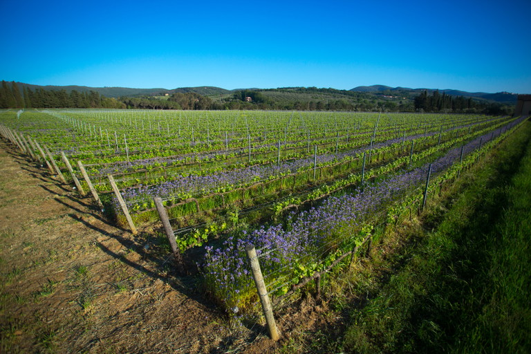 Vigneti di Ca' Marcanda
