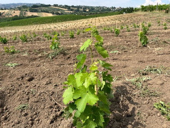 Mastroberardino coltiva il futuro dell’Aglianico