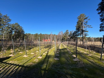 Weinbau am Polarkreis: Der nördlichste Grüne Veltliner kommt aus Finnland