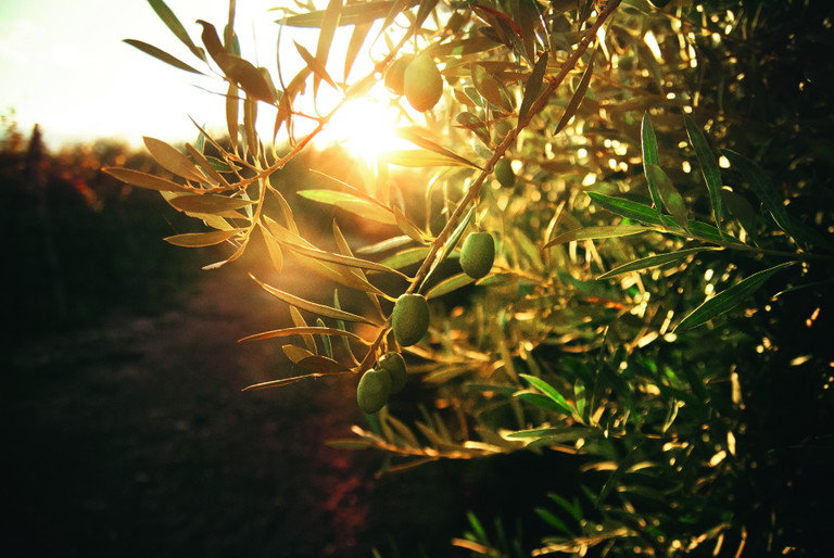 Al modo di vivere mediterraneo appartengono piatti saporiti, vini intensi e olio d’oliva profumato.