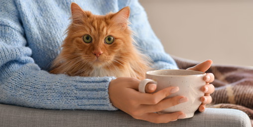 Ab acht Jahren: Wiener Katzencafé mit niedrigerer Altersgrenze