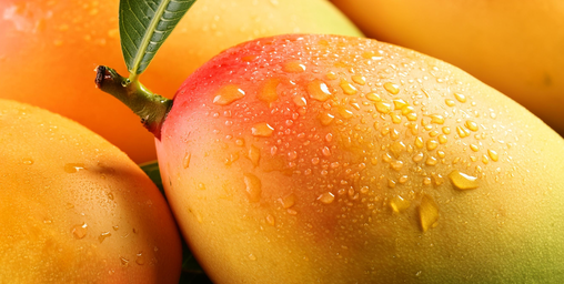 Zum Tag der Mango: Den perfekten Reifegrad erkennt man nicht an der Farbe