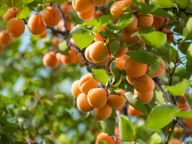 Zwischen Obstgärten und Aussicht: Marillenwege zum Entdecken