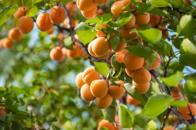 Zwischen Obstgärten und Aussicht: Marillenwege zum Entdecken
