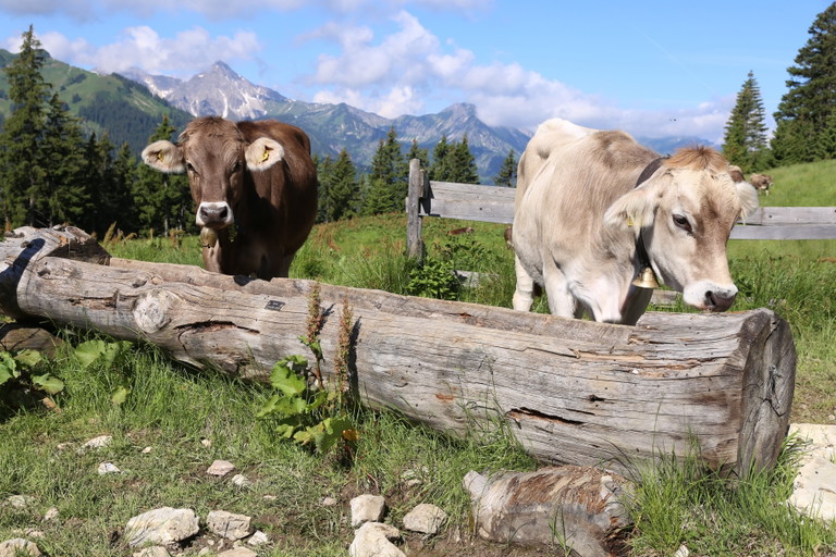 Kühe im Tannheimer Tal