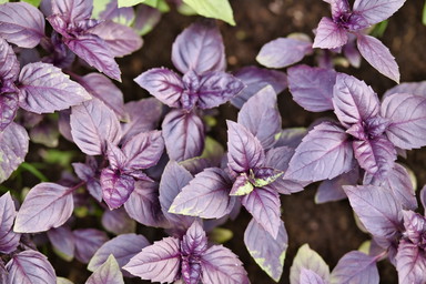 Nicht immer grün: Dieser violette Basilikum schmeckt nach Lakritz