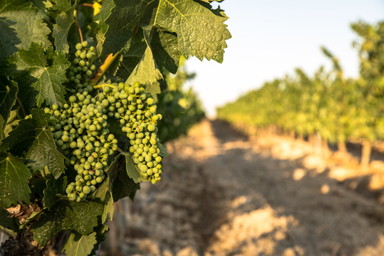 Best of weißer Rioja: Unsere Highlights