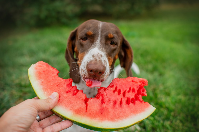 Auch Hunde lieben Wassermelone.