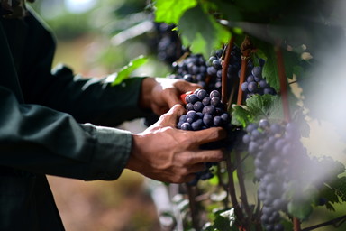 Champagne erwartet frühesten Erntebeginn aller Zeiten