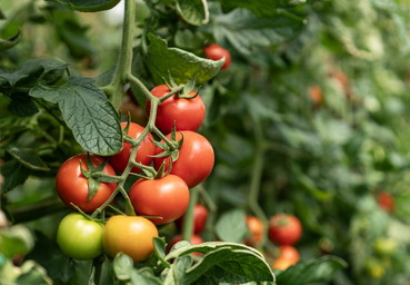Mythencheck Tomate: Was stimmt – und was nicht?