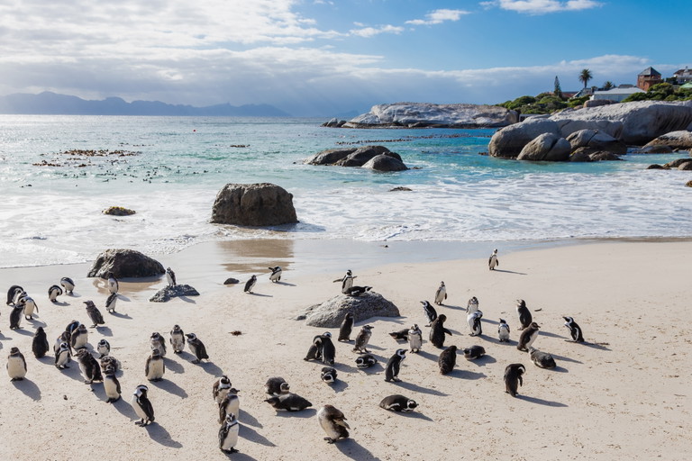 Pinguine am Boulders Beach in Kapstadt