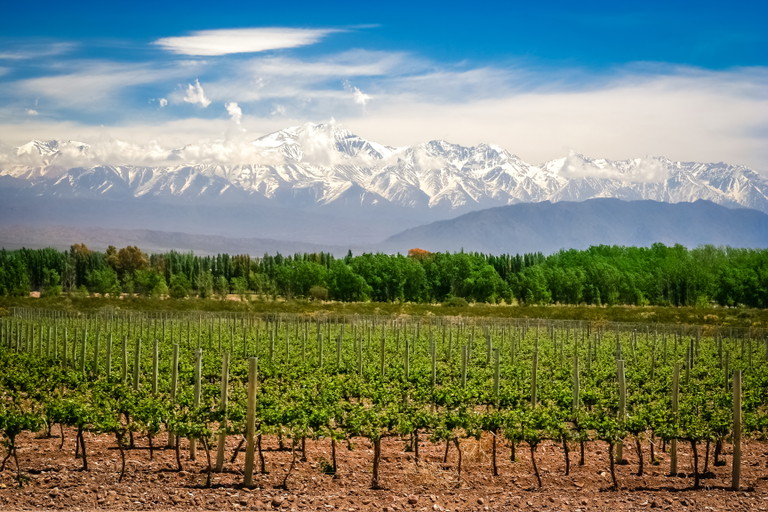 Bio-Weinberge in der Nähe von Mendoza in Argentinien mit den Anden im Hintergrund