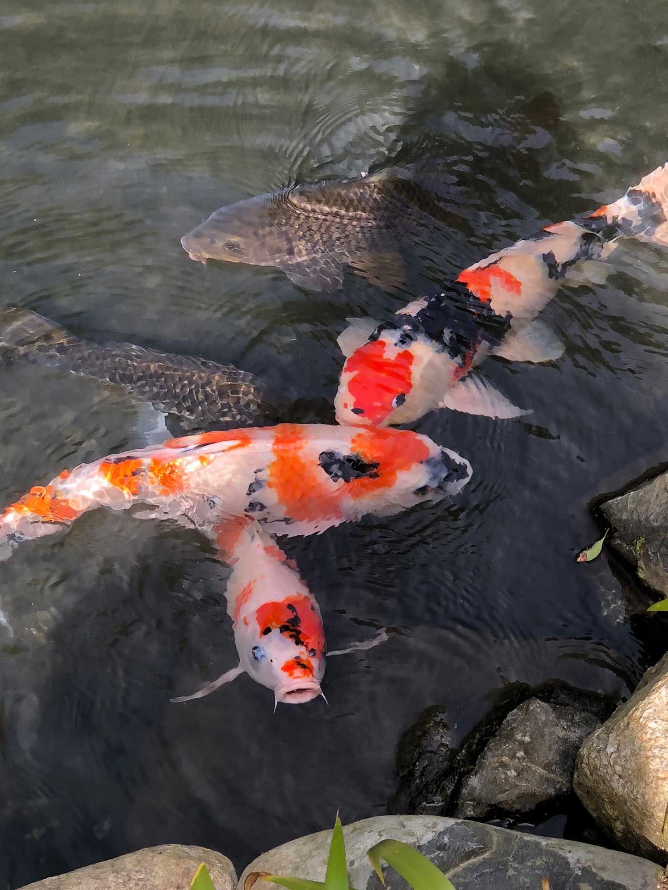 Der Koi Karpfen gehört zu Japan, wie die traditionelle Teezeremonie.&nbsp;