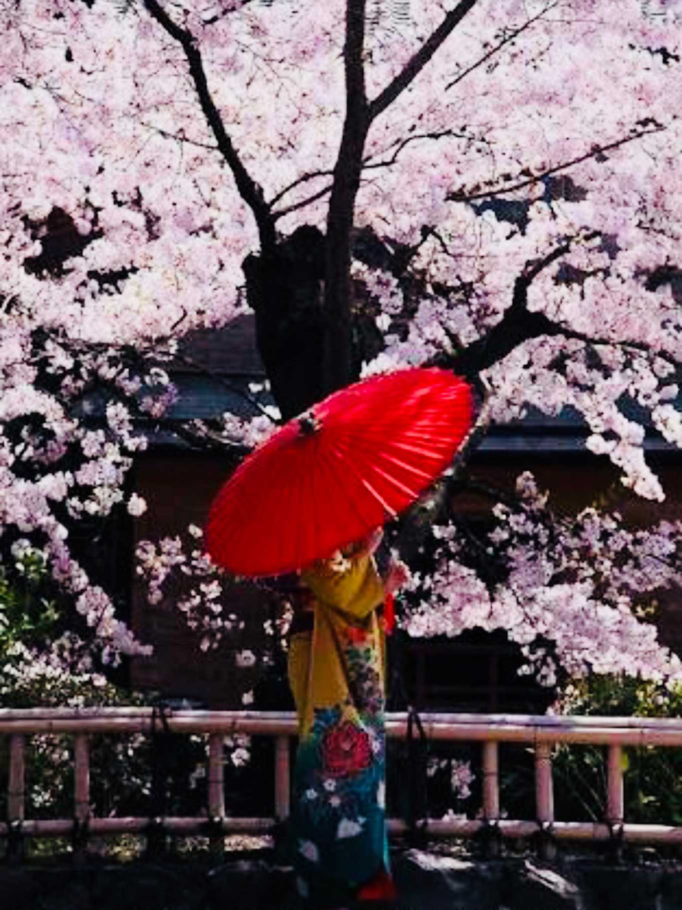 Die berühmten japanischen Kirschblüten in voller Pracht.&nbsp;
