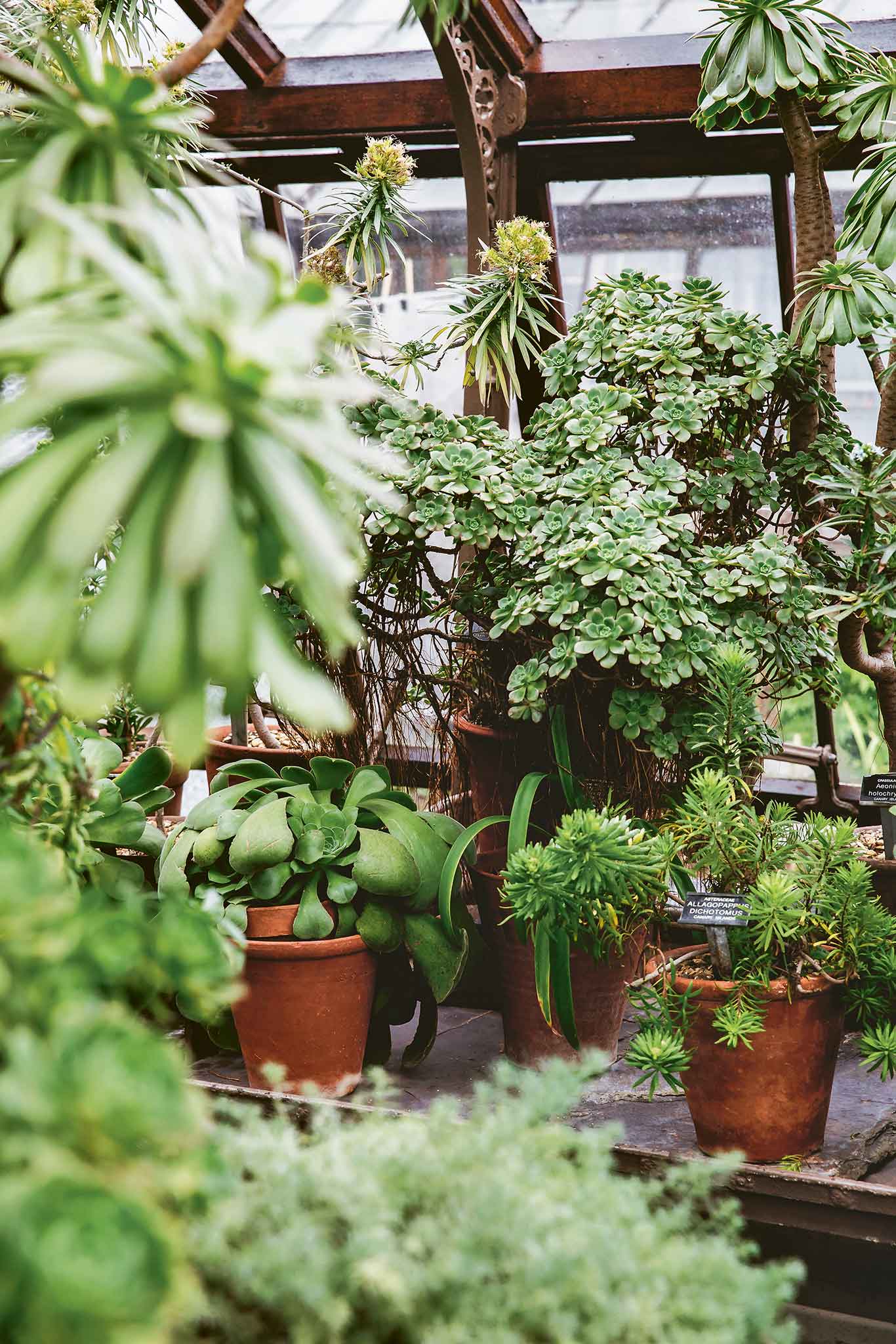 Interior-Trend: Zimmerpflanzen - Falstaff Living