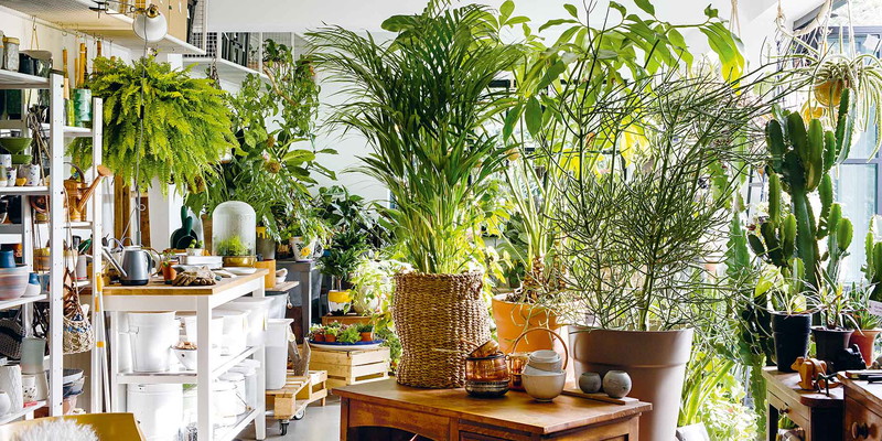 Interior-Trend: Zimmerpflanzen - Falstaff Living