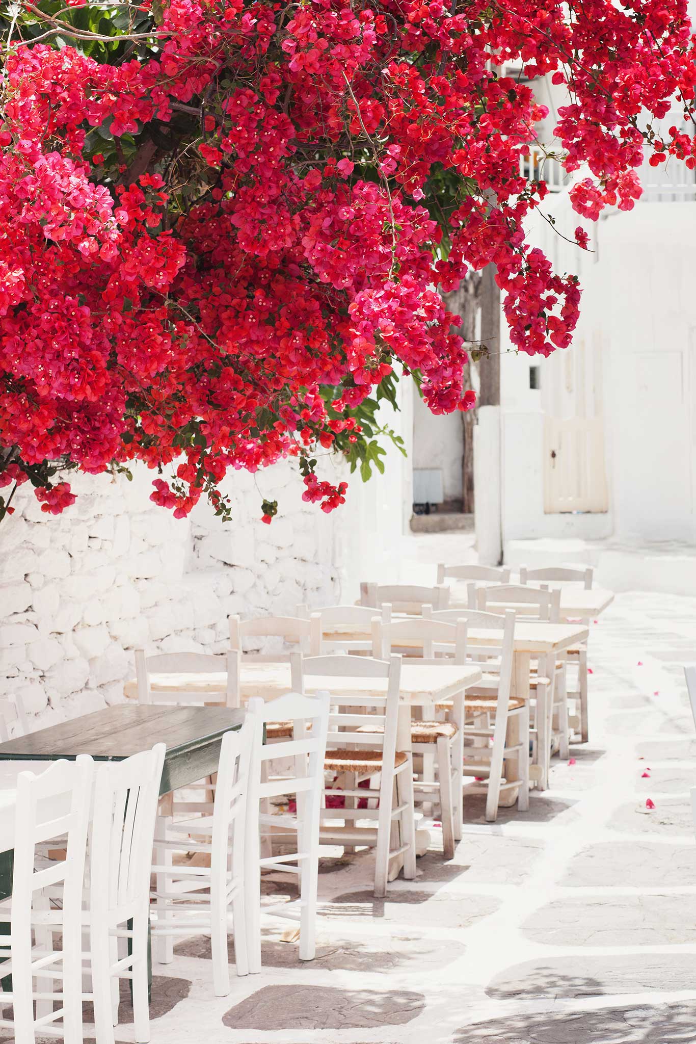 Blütenpracht auf Mykonos.