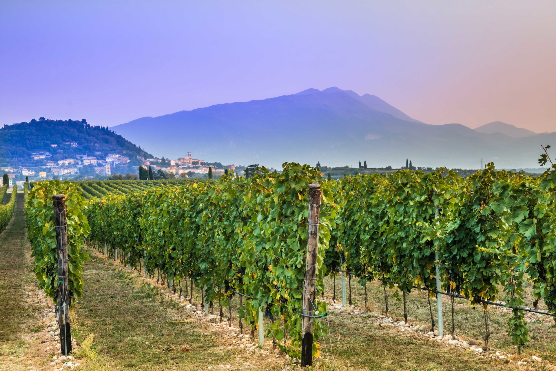 Der Weinanbbau im&nbsp;Städchen&nbsp;Bardolino.