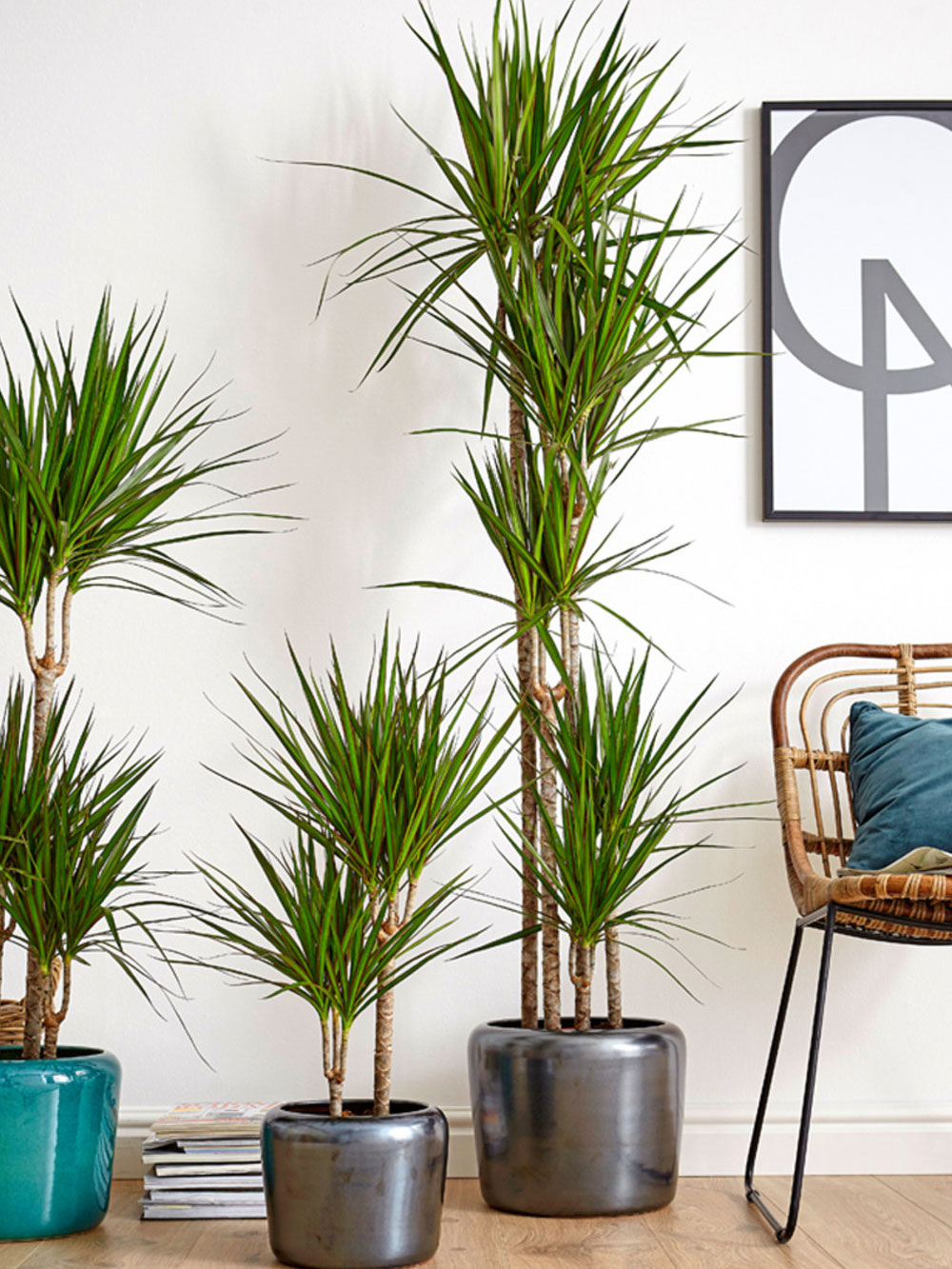 Urban Jungle: Das sind die Trendpflanzen 2021 - Falstaff Living
