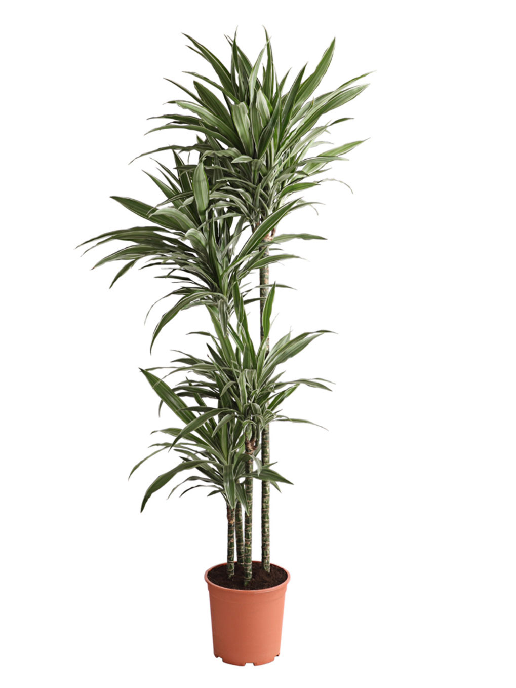 compo floranid rasen langzeitdünger Floranid Granulatdünger für Rasen für Sommer und Herbst 2,5 Kg – Iperverde main image 0