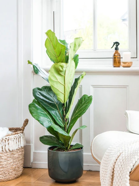 Urban Jungle: Das sind die Trendpflanzen 2021 - Falstaff Living
