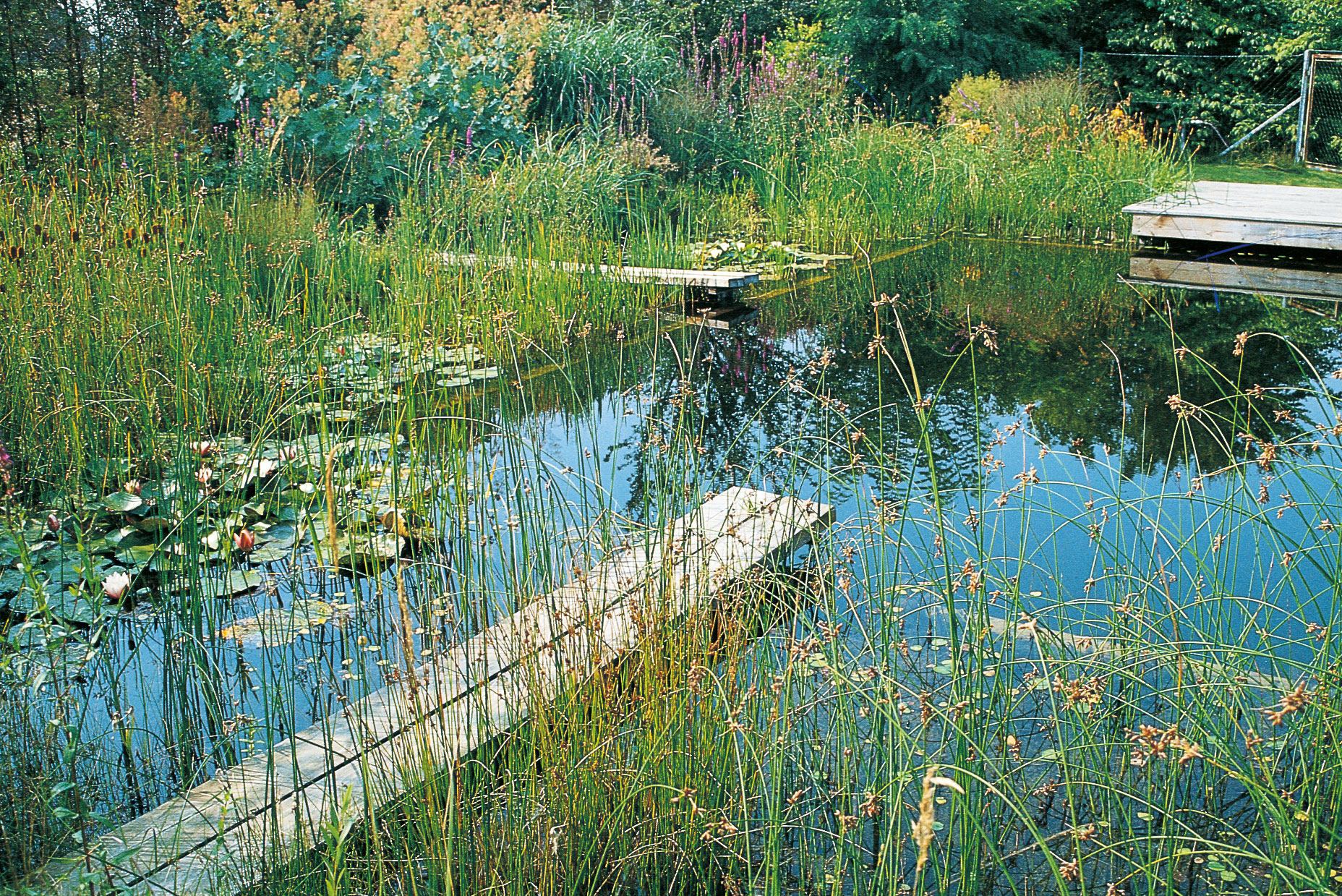 Flachwasserschönheit: Die Teichsimse ist eine natürliche Kläranlage, sie ermöglicht, das Wasser klar und rein zu halten. Und ist außerdem ziemlich dekorativ.&nbsp;praskac.at