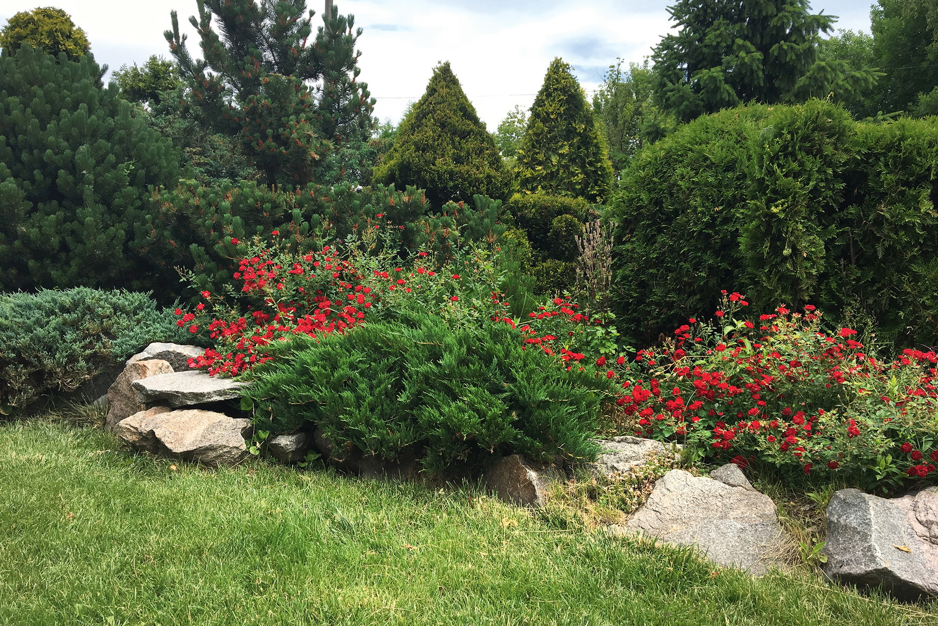 Gartenschere zücken&nbsp;Der beste Zeitpunkt, um Rosen zurückzuschneiden ist im März.