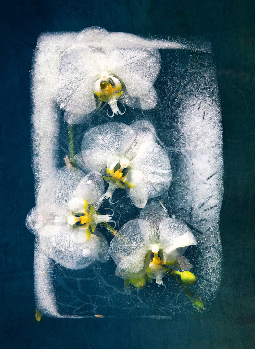 Für immer eingefroren&nbsp;Bruce Boyd will mit seinen Fotografien die Verbindung von Natur und Wissenschaft festhalten. Seine Fotografien sind bei Lumas erhältlich. bruceboyd.co.za, lumas.com