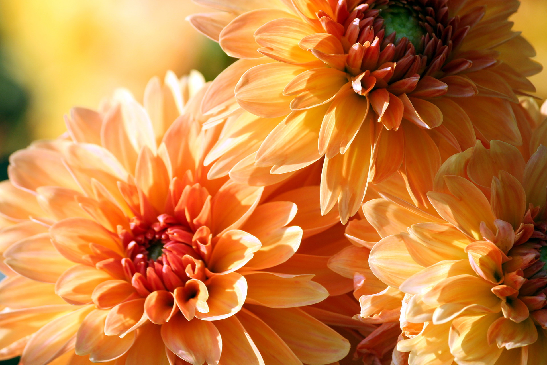 Chrysanthemen in der Farbe Bernstein