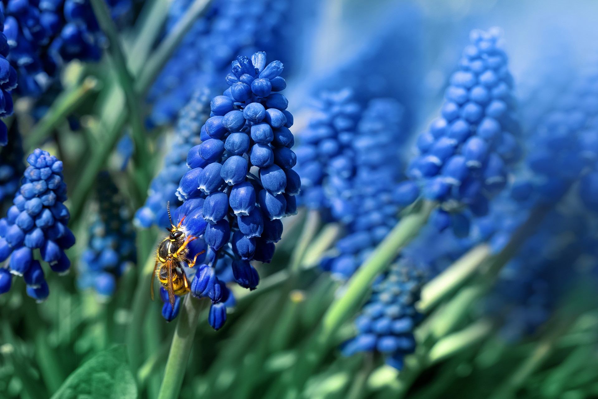 Lupinblüten in saphirblau