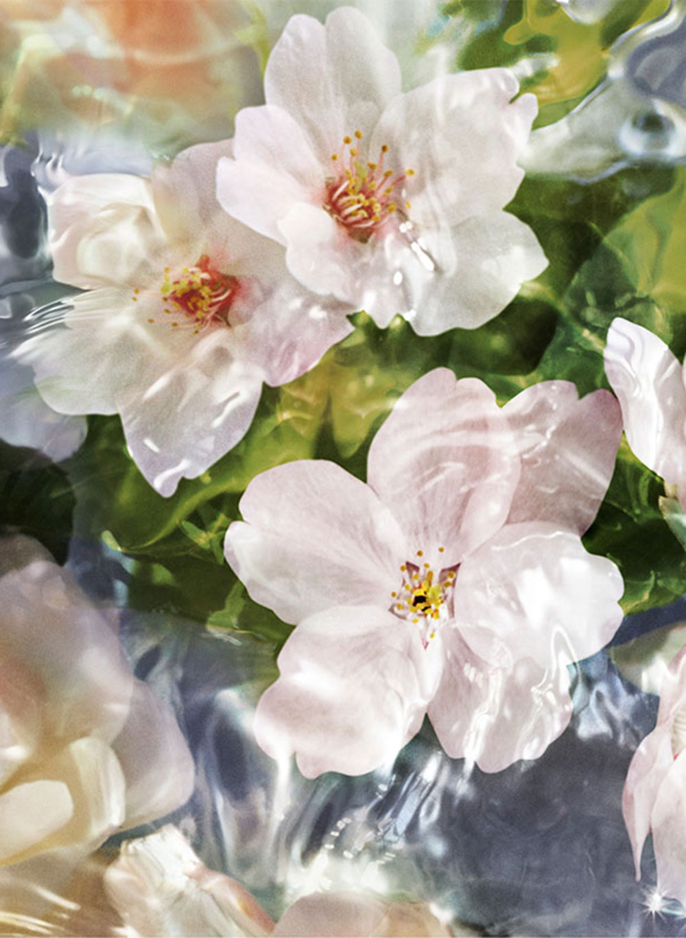 KIRSCHBLÜTEN-AKKORD Der frische und zarte Duft der Kirschblüte wird durch einen Akkord von Nashi-Birne in Szene gesetzt.&nbsp;guerlain.com