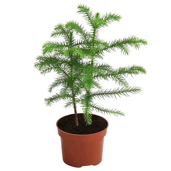 Indoor-Bume  und worauf zu achten ist - Falstaff Living