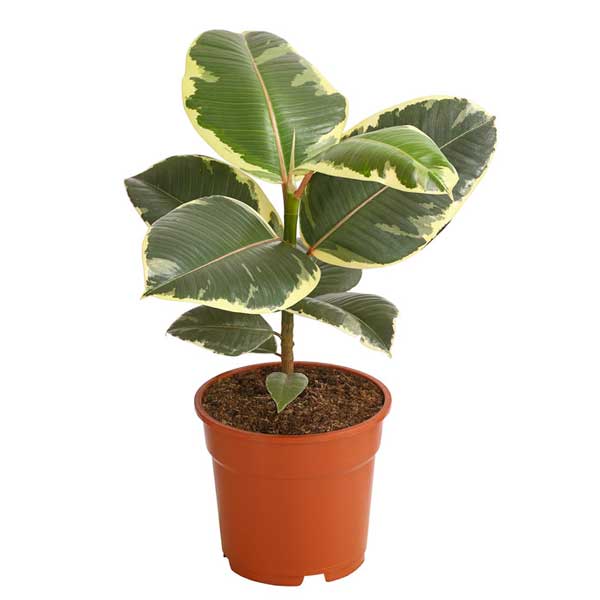 saintpaulia variegata Saintpaulia Variegata 01 main image 0