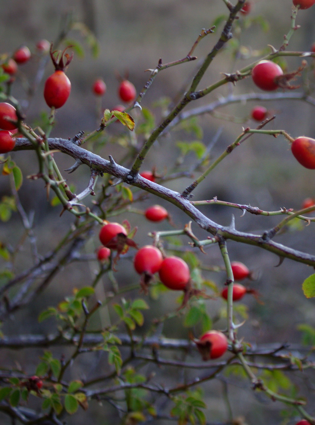 Die roten Beeren des Apfeldorns leuchten auch im Herbst und Winter,
