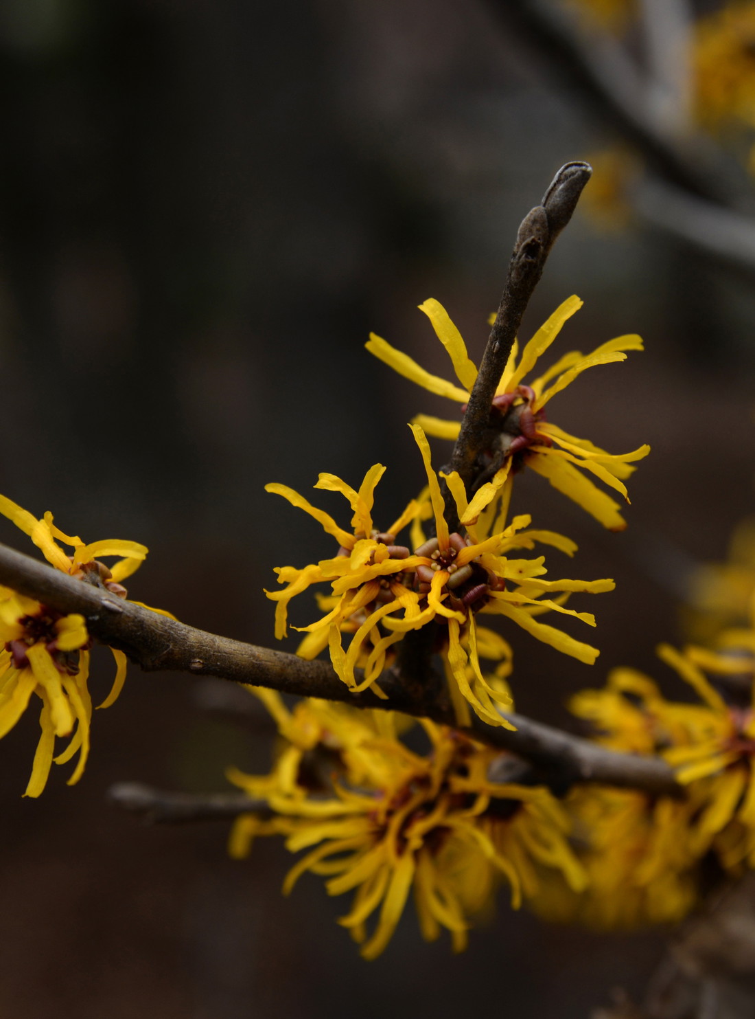 Die Blüten der Zaubernuss erstrahlen auch im Winter in einem schönen Gelb.
