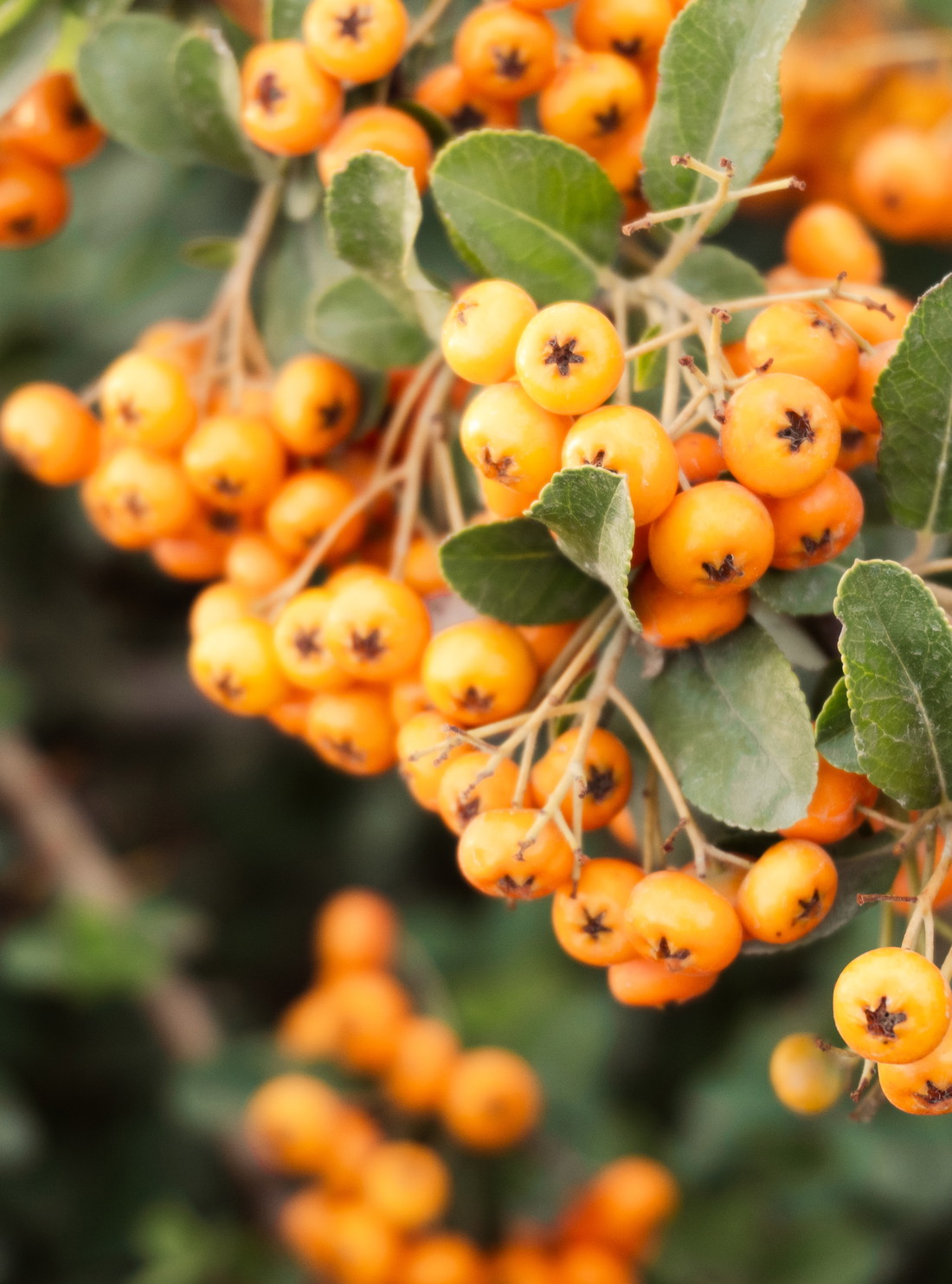 Ein knalliges Orange mitten im Winter: die Beeren des Feuerdorns.