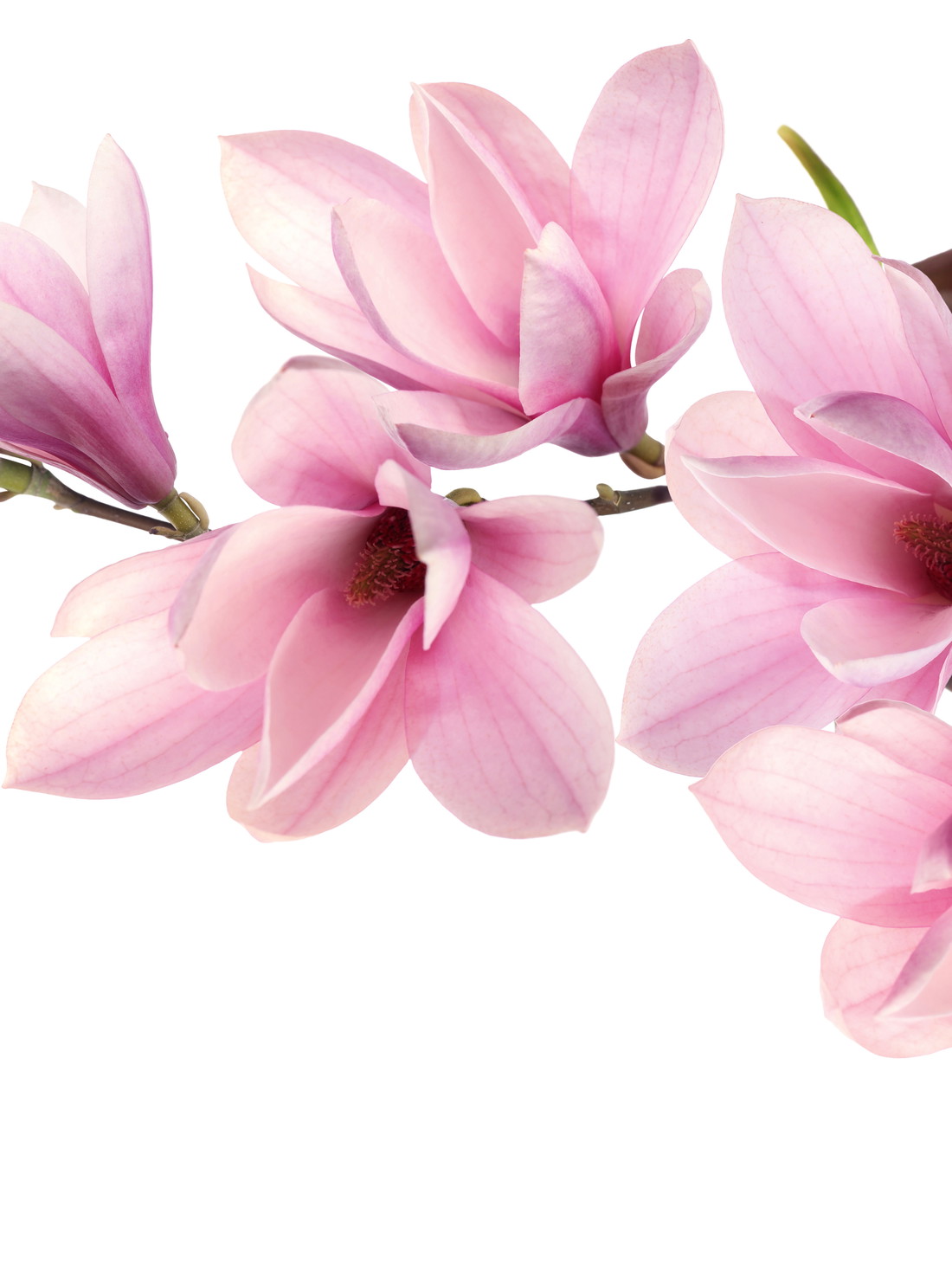 Ein Must fürs Zuhause: »Ich liebe den Duft von Zederngirlanden und den Look von Magnolienblättern.«