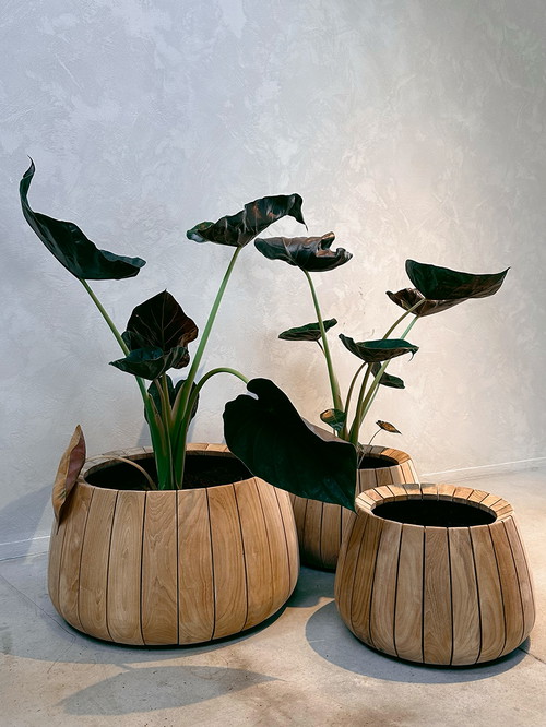 Ausstellung im Glashaus von Royal Botania